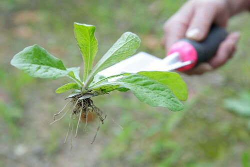 植替え職人 頑丈根切りスコップ シャベル スコップ ガーデニング SV-6131[送料無料...