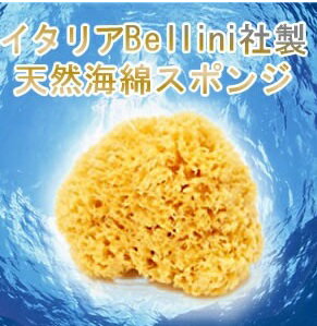 海綿 スポンジ 天然海綿ハニコム種(16cm) 絹の様な泡立ち!イタリア製天然海綿スポンジ SA16[定形外郵便、送料無料、代引不可]