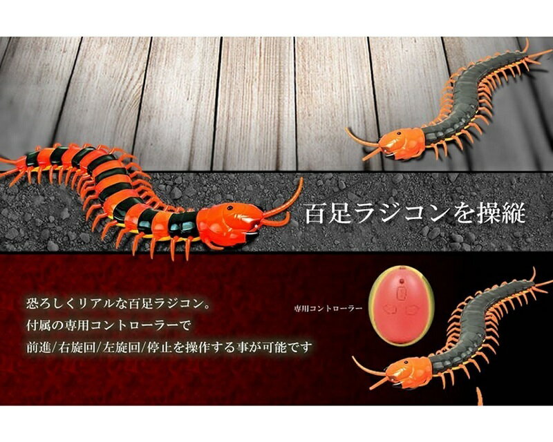 Ķ�ꥢ�� �५�� �饸���� 2CH ���顼������[����̵��(�����ϰ�����)]