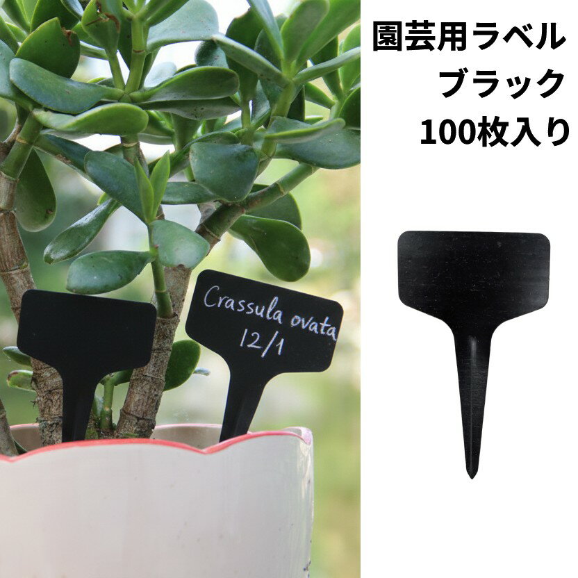 ����ѥ�٥� �֥�å� 100������ T�� �ɿ� ��ݥ�٥� ��ʪ���� �����ǥ˥� ���� ȭ�� ��[�椦�ѥ��å�ȯ��������̵��������Բ�]