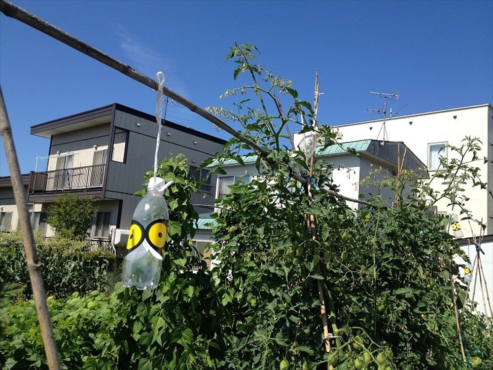 �̳�ƻ�Ķ��Х����������� ��ˡ�Υ��ƥå���SARABA���饹���� 2������ [����][�����͹�ء�����̵��������Բ�]