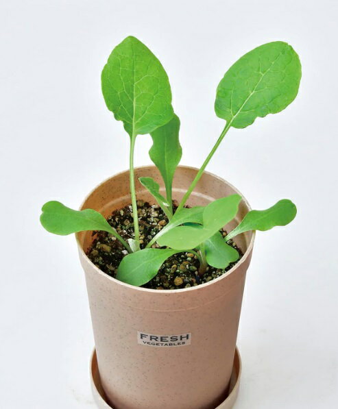 聖新陶芸 おうちで根菜栽培セット ごぼう[送料無料(一部地域を除く)]