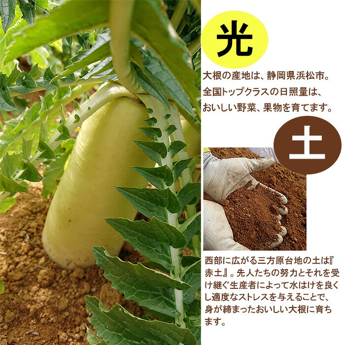 サンプル画像2