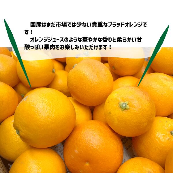 �֥�åɥ���� �����å��� ��1kg��5kg �²λ����� �������� �����