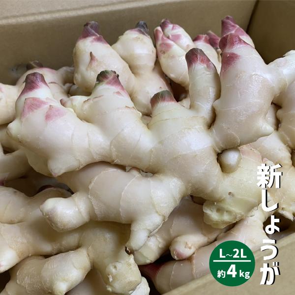 高知県産 新しょうが 4kg 秀品 Lサイズ 特産 甘酢 生姜 漬物 しょうが 新生姜