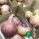 【7月下旬〜順次出荷】いちじく 2〜8パック (1パック約300g) 秀品 和歌山県産 イチジク 無花果 紀の川市