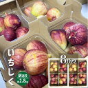 いちじく 訳あり 約2.8kg(約350g×8パック) 和歌山県産 傷 めくれ イチジク 無花果 紀の川市