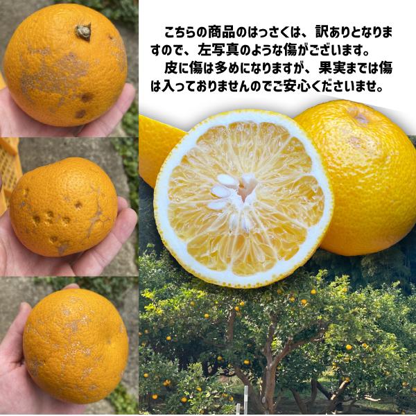 �Ϥä��� ��1��10kg ������ �²λ����� Ȭ�� �ϥå��� �������� �²λ�