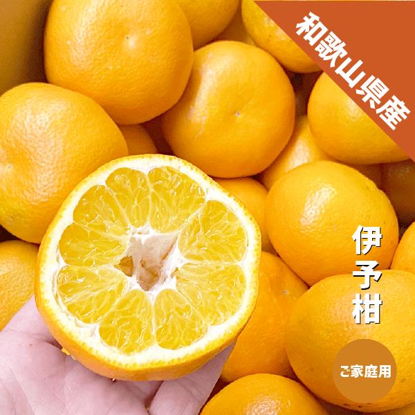 楽天市場】いよかん 訳あり 10kg 送料無料の通販 楽天市場】いよかん 訳あり 10kg 送料無料の通販