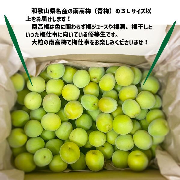 【6月上旬〜予約】南高梅 3L以上 1〜10kg 青梅 梅シロップ 梅酒 和歌山県産