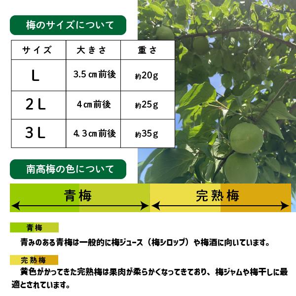 【6月上旬〜予約】南高梅 3L以上 1〜10kg 青梅 梅シロップ 梅酒 和歌山県産