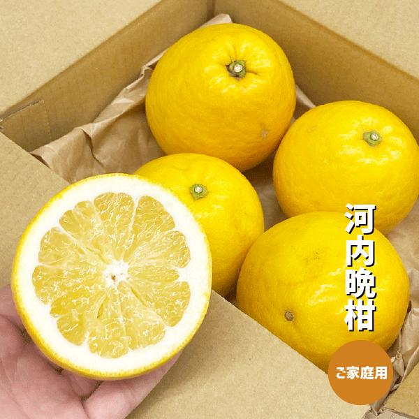 河内晩柑 約1〜5kg ご家