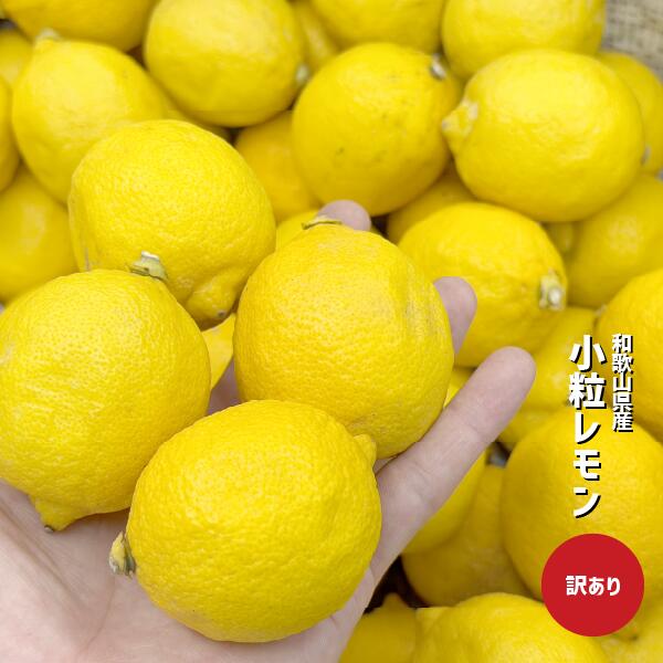 Rakuten - 小粒レモン 約1～5kg 訳あり 数量限定 和歌山県産 レモン ご家庭用