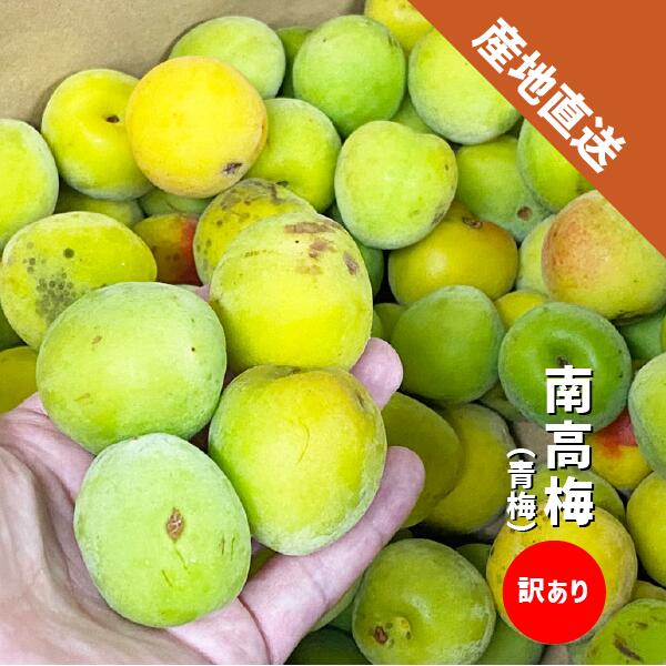 Rakuten - 【6月上旬〜予約】南高梅 訳あり 1〜10kg 青梅 梅シロップ 梅酒 和歌山県産