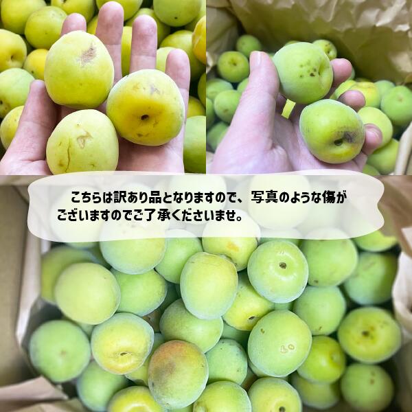 【6月上旬〜予約】南高梅 訳あり 1〜10kg 青梅 梅シロップ 梅酒 和歌山県産