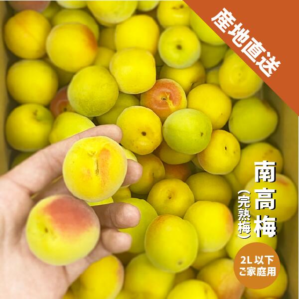 Rakuten - 南高梅 L〜2Lサイズ 1〜10kg 完熟梅 梅ジュース 梅干し 和歌山県産