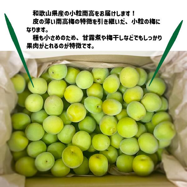 小粒南高 1〜10kg 青梅 梅シロップ 梅酒 和歌山県産 南高梅