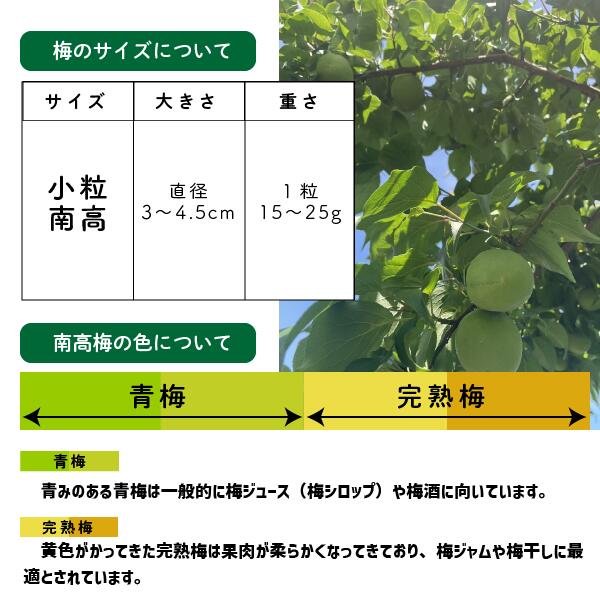 小粒南高 1〜10kg 青梅 梅シロップ 梅酒 和歌山県産 南高梅
