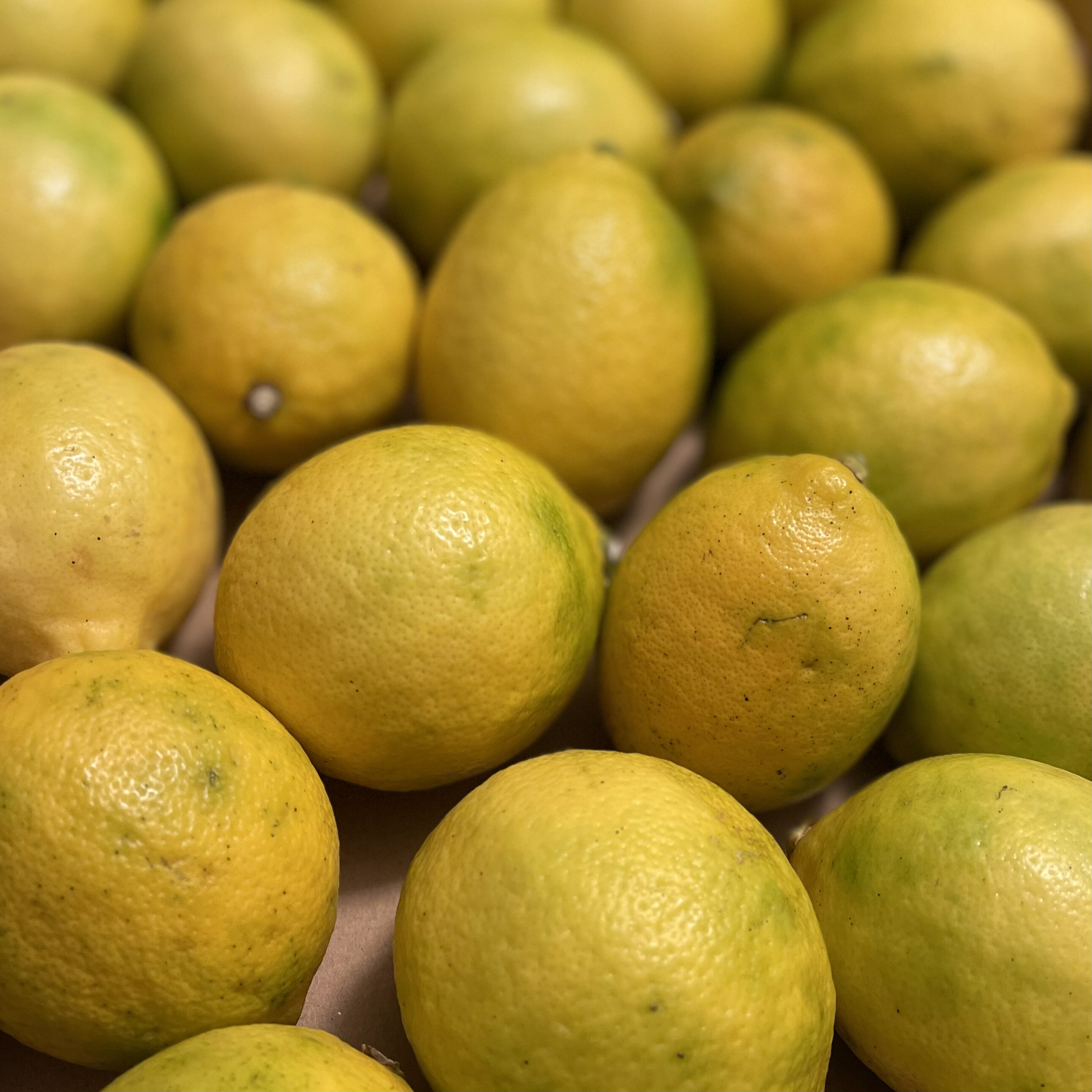 【送料無料】皮ごと食べれる国産レモン 約1kg(およそ15〜5個)ちょっと訳あり 福岡県産 無農薬 ノーワックス防腐剤農薬化学肥料不使用 ビタミンC 訳あり レ...