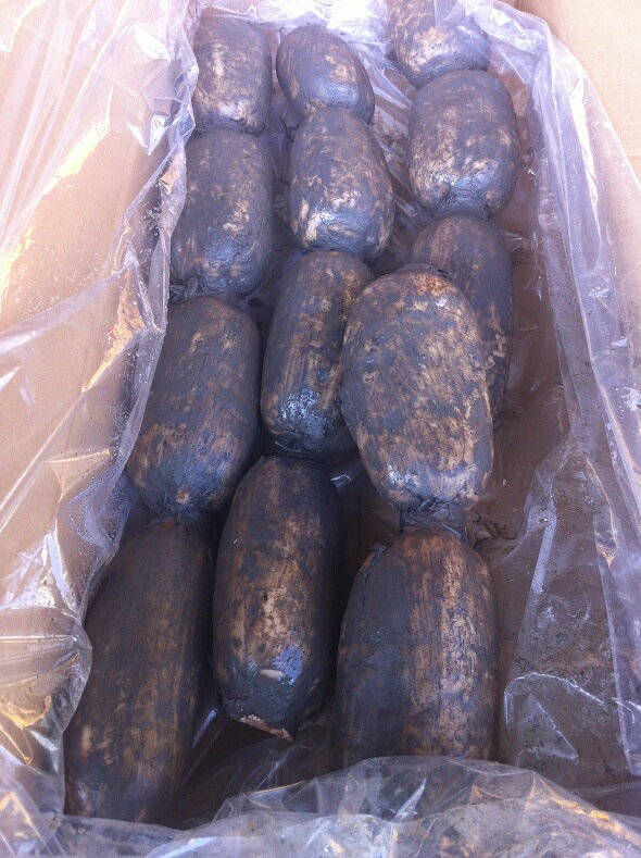 れんこん　2kg　佐賀産　泥付き　有機土づくり化学肥料農薬不使用　蓮根のサムネイル