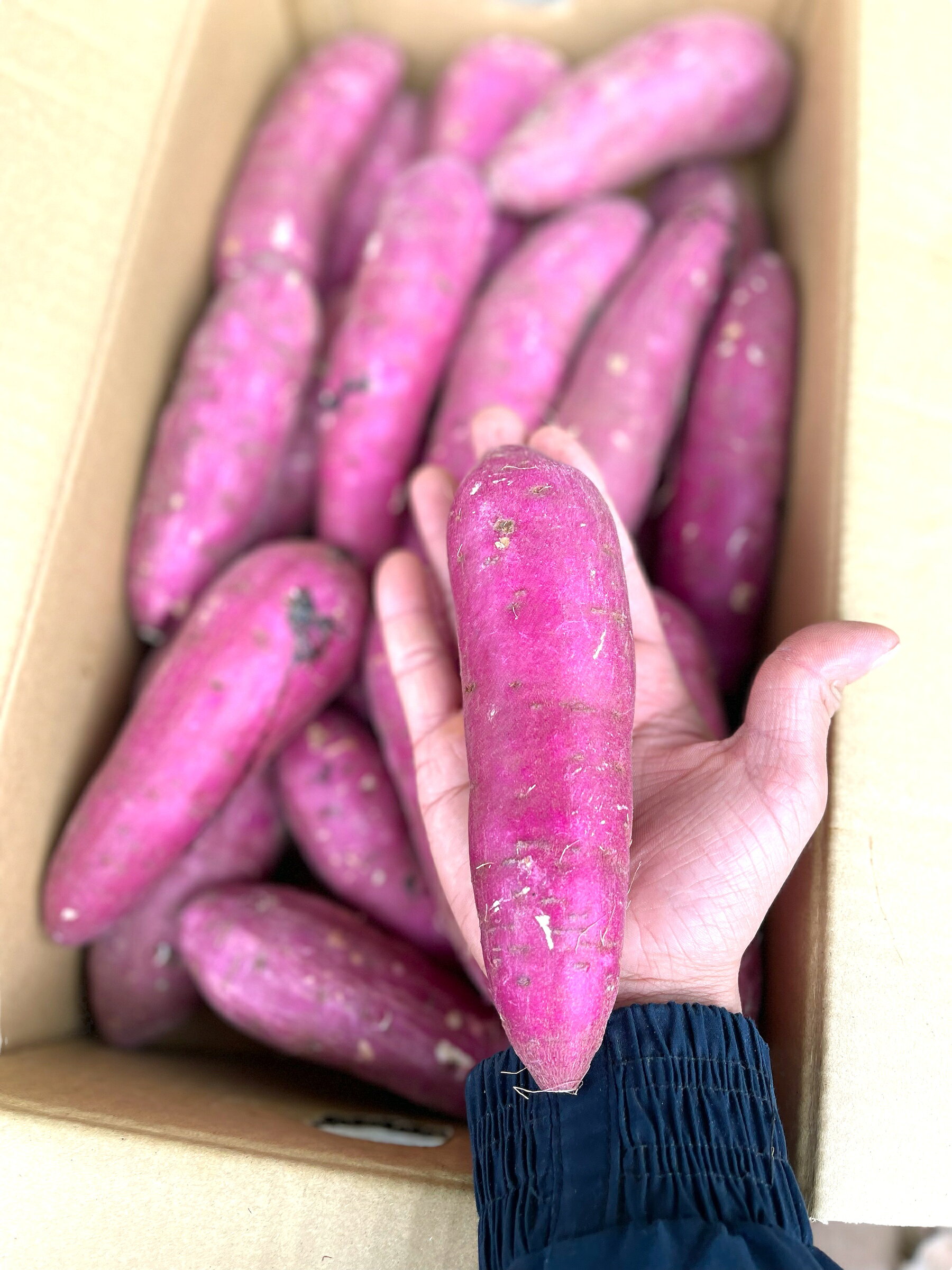 2026年新物 さつまいも 約5kg 紅はるか 熊本県産 ホクホク 食物繊維 美容 サツマイモ 焼き芋 スイーツ 野菜ソムリエ　＊新物の為しっとりになりません！ vegepple-10000193 ベジップル 楽天市場店 サンプル画像3