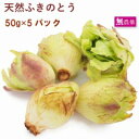 天然ふきのとう 天然物 50g前後× 5パック 期間限定 春の山菜 天然物 春野菜 ふきのとう味噌 天ぷら 母の日
