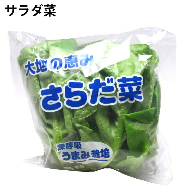 サラダ菜 新潟県産 低農薬栽培 10玉