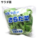 サラダ菜 新潟県産 低農薬栽培 1玉