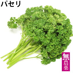 パセリ 無農薬栽培 　30g前後×10袋