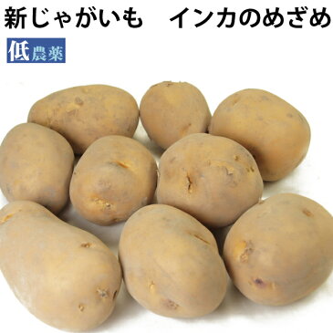 新じゃがいも　インカのめざめ 低農薬栽培 5kg