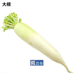 大根 低農薬栽培 5本　煮物・漬物・サラダなどいろいろ使えて便利な常備野菜