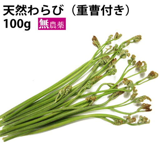天然わらび 青森産 100g×5把 重曹付き 父の日 天然わらび 青森産 100g×5把 重曹付き 父の日