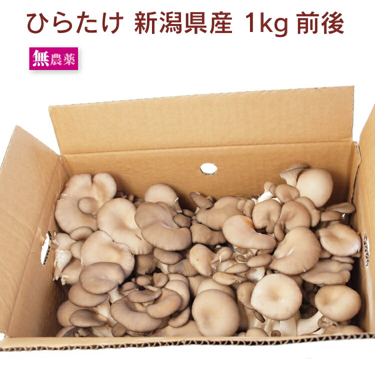 ひらたけ 新潟県産 無農薬栽培 1kg前後