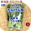 ちんげん菜 新潟県産 低農薬栽培 2株入×5袋 母の日