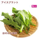 アイスプラント 無農薬栽培 10パック 母の日 ※毎回、入荷量が少量のため、発送までお時間をいただく場合がございます。ご了承ください。
