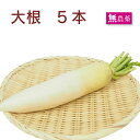 大根 無農薬栽培 5本