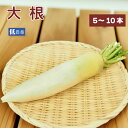 大根 低農薬栽培 煮物・漬物・サラダなどいろいろ使えて便利な常備野菜 【5本・8本・10本から選べます】 母の日