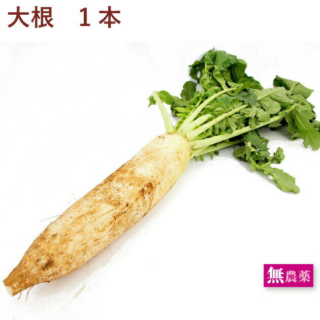 葉付き大根 無農薬栽培 1本 煮物・漬物・サラダなどいろいろ使えて便利な常備野菜