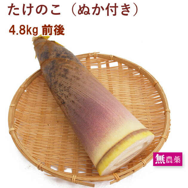 青唐たけのこ (内容量900g固形量810g×12袋) 株式会社大堀 6×2 送料無料