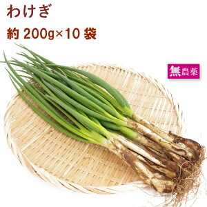 わけぎ 埼玉県産無農薬栽培 約200g× 10把　春の野菜