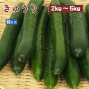 きゅうり 低農薬栽培 常備野菜 いろいろ使えて便利な野菜 【2kg・3kg・5kgから選べます】 母の日