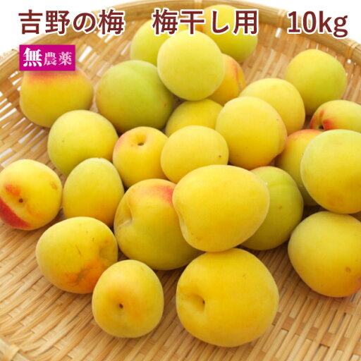 【予約】奈良県産 吉野の梅 梅干し用 10kg前後 無農薬栽培 ※発送予定:6/24頃〜 【予約】奈良県産 吉野の梅 梅干し用 10kg前後 無農薬栽培 ※発送予定:6/24頃〜