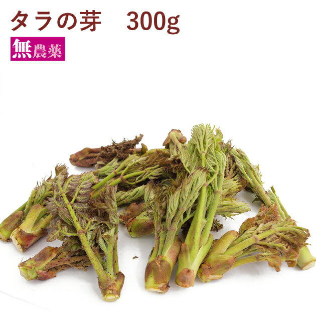 天然タラの芽 100g×3パック　天然物 春の山菜 春の味覚 山菜の王様