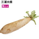吉沢農園 三浦大根