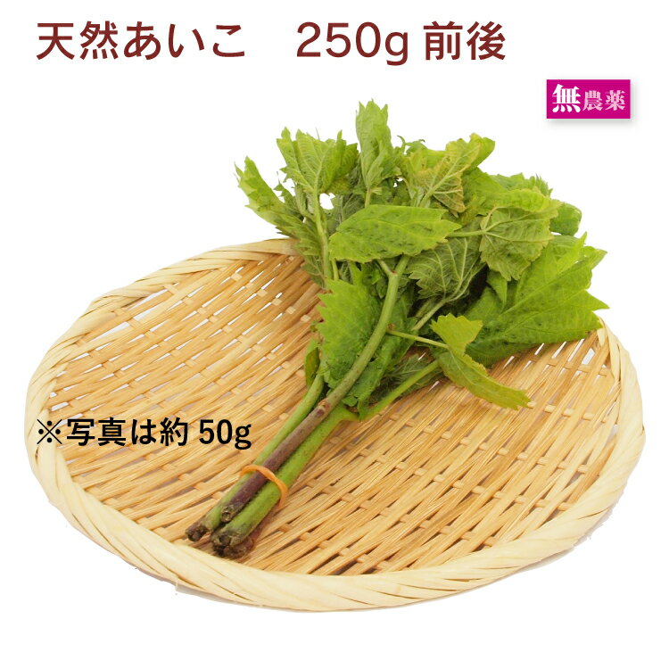 天然あいこ(ミヤマイラクサ) 青森県産 250g前後 母の日