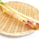 うど 無農薬栽培 1~2本 新潟産 母の日