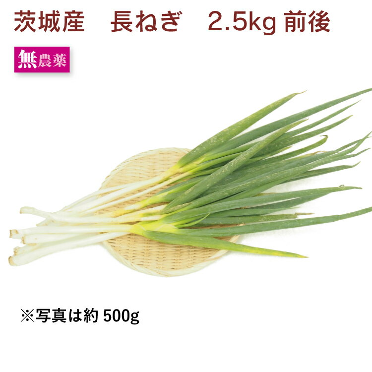 長ねぎ 2.5kg前後　無農薬　茨城県産　常備野菜 長葱