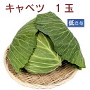 キャベツ 1玉 送料別 母の日