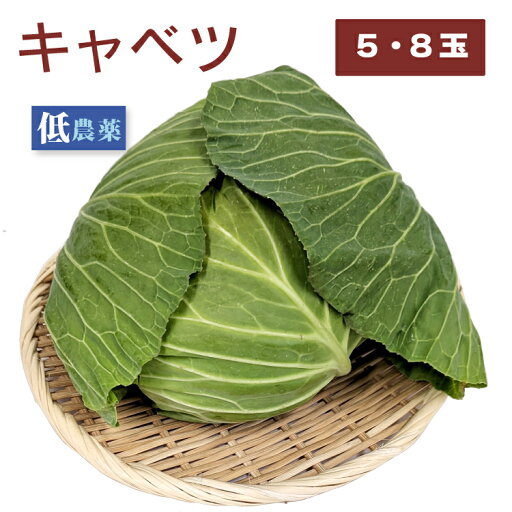 キャベツ 低農薬栽培 常備しておくと便利な野菜 【5玉・8玉から選べます】 母の日 キャベツ 低農薬栽培 常備しておくと便利な野菜 【5玉・8玉から選べます】 母の日