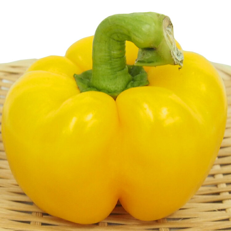 パプリカ 黄 20個 低農薬栽培 新潟産 食卓に華やかな彩を添える食材　母の日